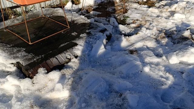 Январский облёт пчел 19 января 2025