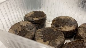 Сею петунию в торфяные таблетки.