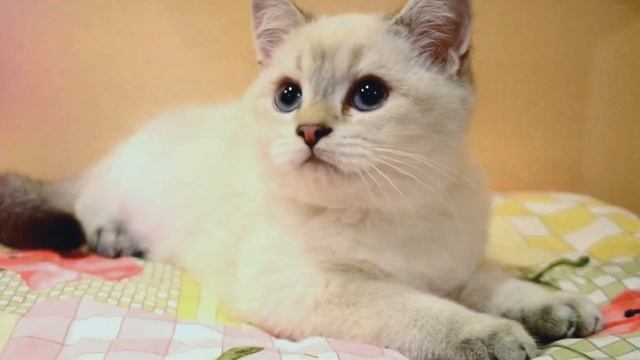Британка Пэрис смотреть онлайн