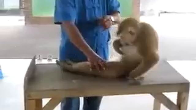 Обезьяна смотреть онлайн