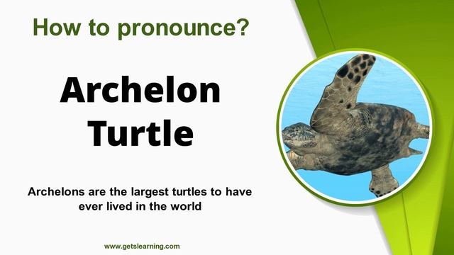 How To Pronounce (Archelon Turtle) Correctly In English