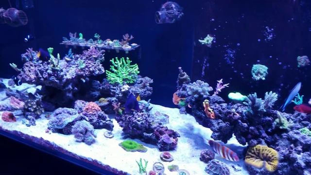 August update. 165 gallon reef tank смотреть онлайн