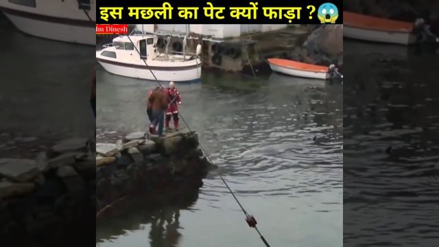 व्हेल मछली का पेट फाड़ दिया ? смотреть онлайн