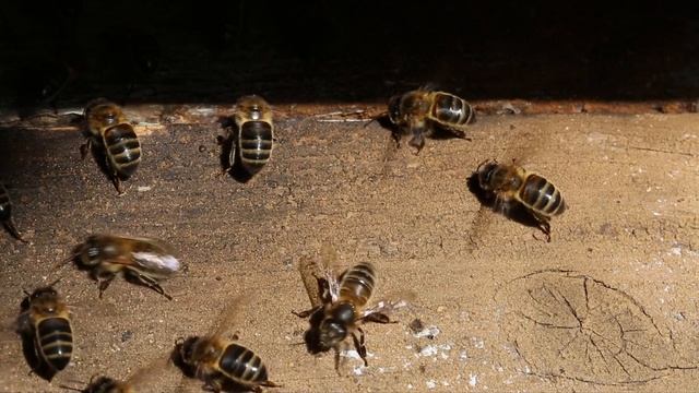 abeille ruche filtrage смотреть онлайн