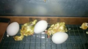 Инкубация гусиного яйца. Вывод гусят