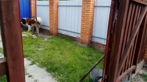 Московская Сторожевая. Лай Собаки. Video with a dog. The dog barks.