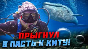 Киты и подводный мир  Восточного Тимора!