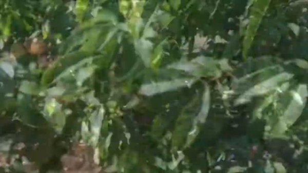 Пора собирать урожай персиков