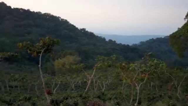 Java Blend Coffee Roasters, Origin: Guatemala смотреть онлайн
