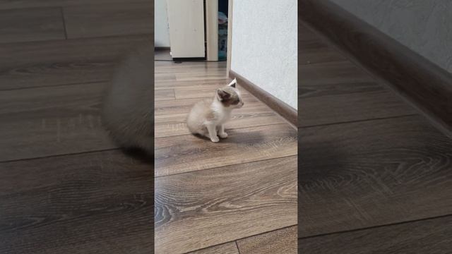 2-месячный Котенок в добрые руки. смотреть онлайн
