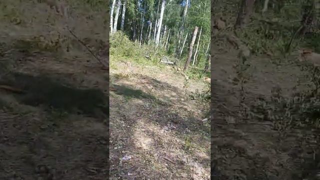 Рубят лес у села Дедяшовка смотреть онлайн