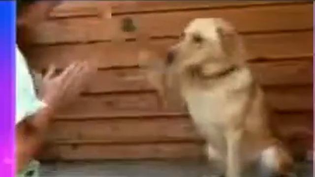 Обезяны танцуют смотреть онлайн