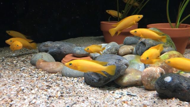 neolamprologus leleupi adultes disponibles смотреть онлайн