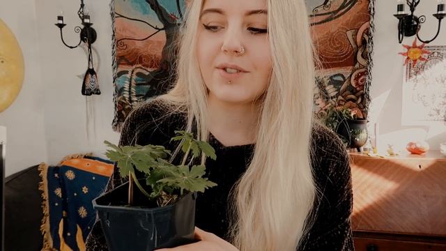 Bookshops, Forests & Gardening 🌷 Slow Days in Rural England смотреть онлайн