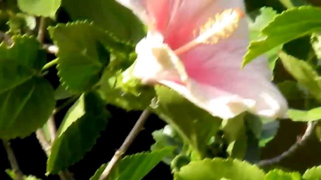 Loten's Sunbird (Cinnyris lotenius) Feeding On Hibiscus Flowers смотреть онлайн