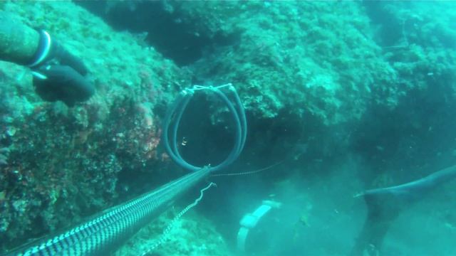 Ροφός/Epinephelus marginatus Χαλκιδική смотреть онлайн