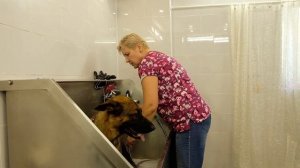 Немецкая овчарка.Экспресс-линька.