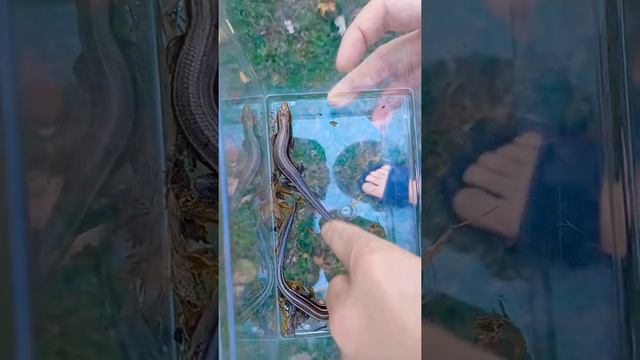 Goodbye to my Skinks Vol 3 смотреть онлайн