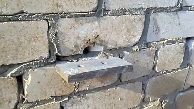 Сверхранний облет пчел смотреть онлайн
