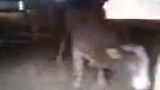 Бык кричит "АЛЛАХ " !!! СУБХЬАНАЛЛАХ1 смотреть онлайн