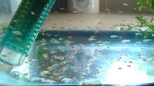 Аквариум для начинающих Петушки Мальки петушков от разных производителей