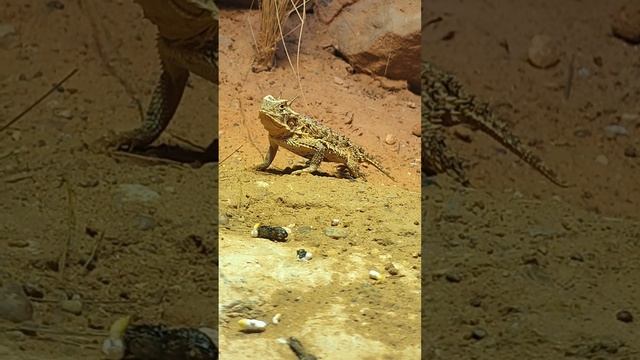 Please Don't Go Extinct Tiny Dinosaur!! смотреть онлайн