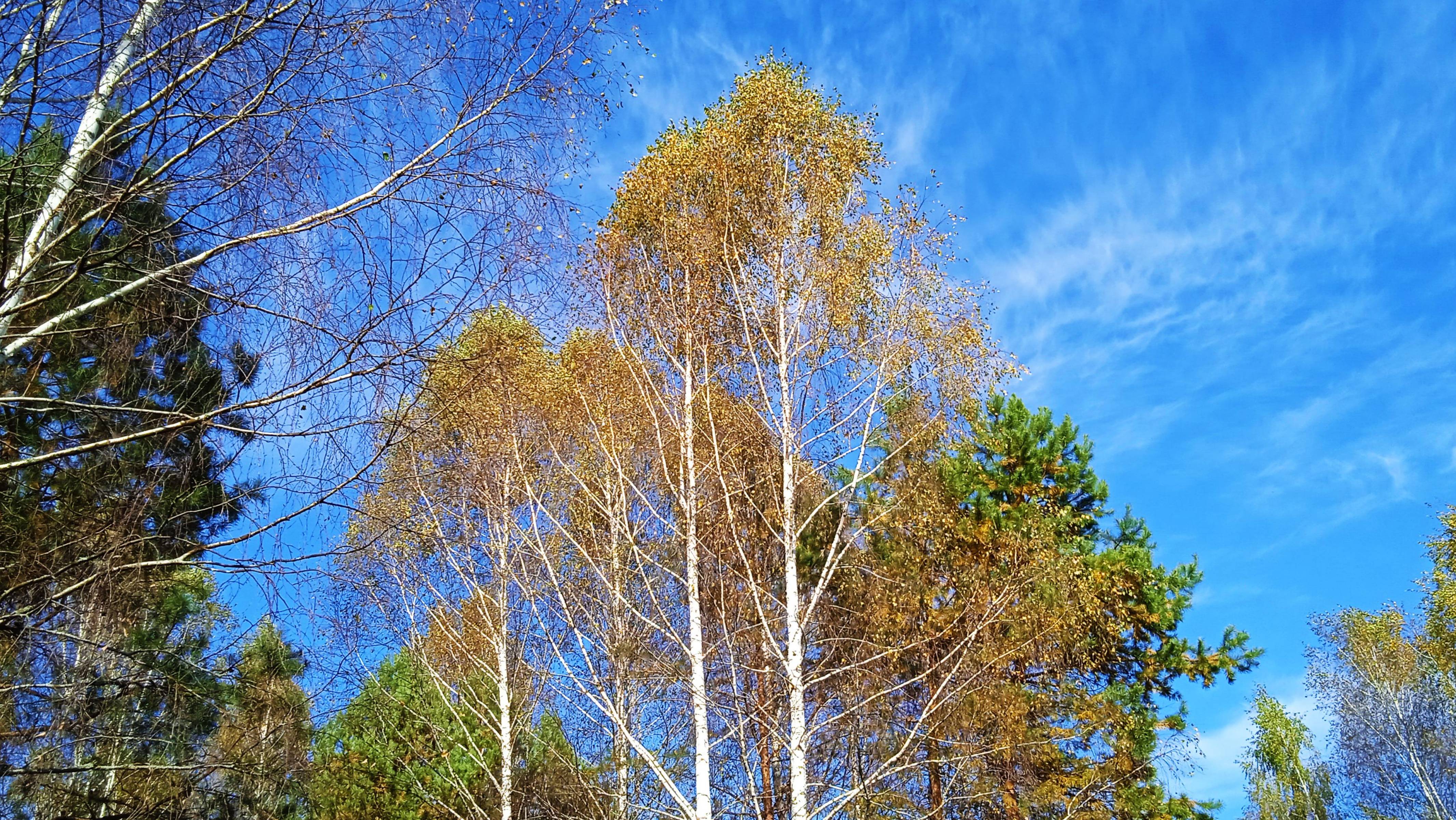 Ранней осенью в лесу смотреть онлайн