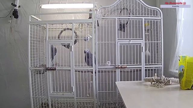 Прямая трансляция ЧуЖак Попугай Жако, Contents of Gray African parrots смотреть онлайн