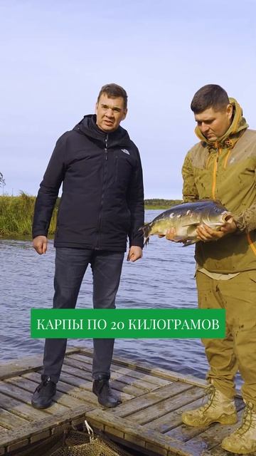 ГДЕ поймать карпа на 20 кг? Невероятная рыбалка #рыбалка #рыбак смотреть онлайн