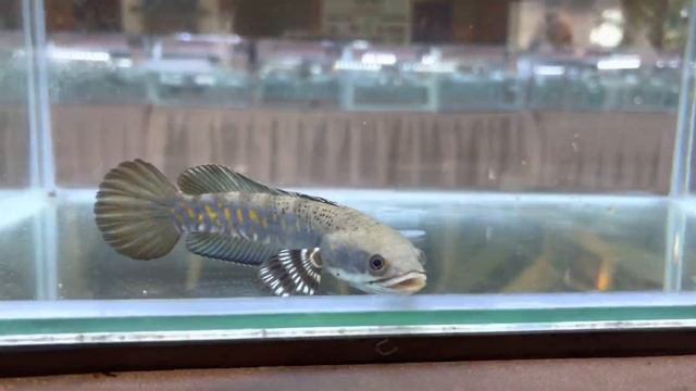 SUPER MEWAH ❗️AURANTI , PULCHRA , LIMBATA DI TABANAN CHANNA CONTEST смотреть онлайн