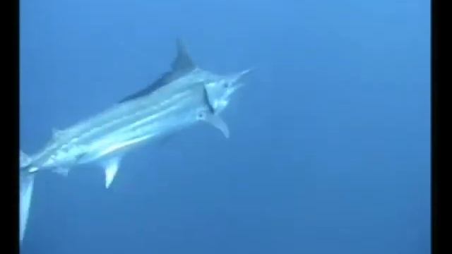 Marlin - Cool under water footage of a small black marlin смотреть онлайн