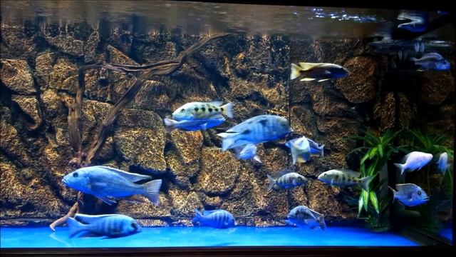 Lake Malawi Haplochromines Cichlid ! смотреть онлайн