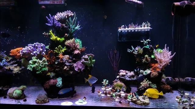 How To Create A Stable Reef Tank смотреть онлайн