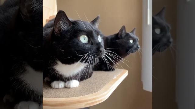 Котейки и ме-ке-ке-ке-ке смотреть онлайн