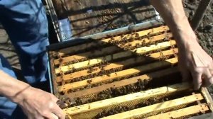 Итальянка Бортник72 первый осмотр весной.