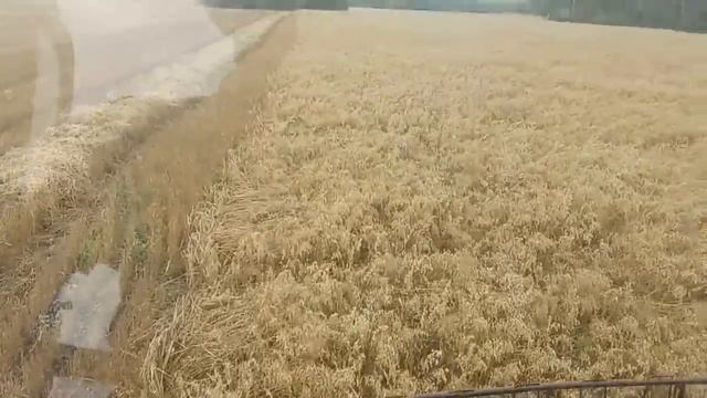 №45 Итоги уборки. И снова: кто больше намолотил "Нива" или "Енисей"? смотреть онлайн