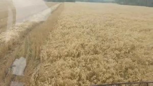 №45 Итоги уборки. И снова: кто больше намолотил "Нива" или "Енисей"?