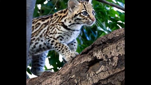 Оцелоты. смотреть онлайн