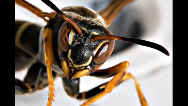 Alyssa vs The Wasp смотреть онлайн