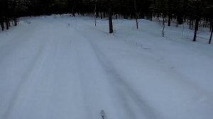 Лыжная прогулка по лесу