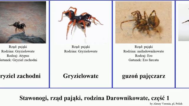 Stawonogi, rząd pająki, rodzina Darownikowate, część 1 hadronyche major arthropoda troglodytes смотреть онлайн