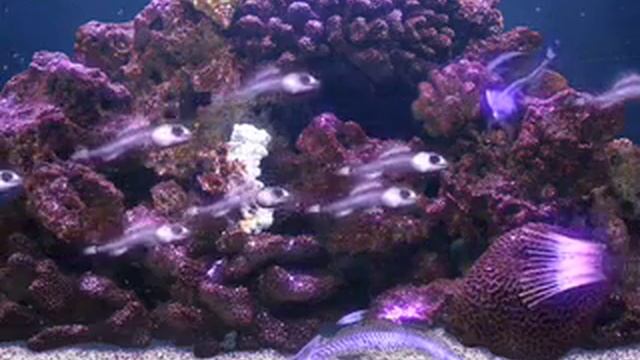 Dead Sea Aquarium смотреть онлайн