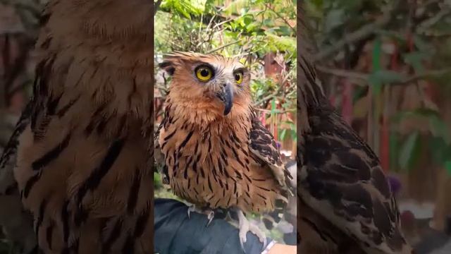 #shorts Burung hantu, kalau di Sulawesi Utara namanya Manguni.. Ditempat kalian namanya apa? смотреть онлайн