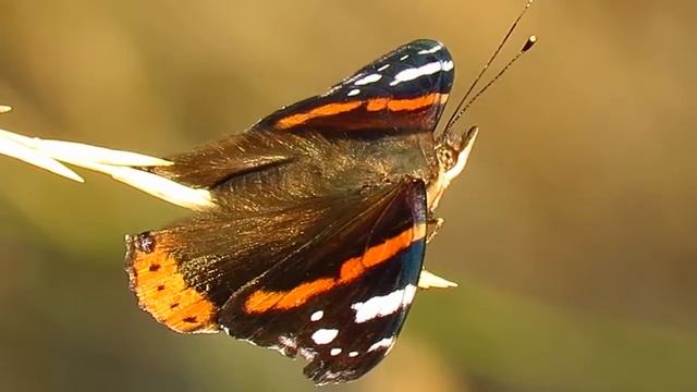 Admiral, Red Admiral Butterfly , Vanesa atalanta -- Croatia смотреть онлайн
