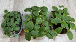 Сажайте ОГУРЦЫ только так! Рассада ОГУРЦОВ всегда ТОЛСТЫМ КРЕПЫШОМ!