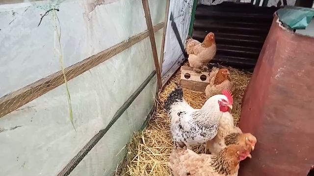 ДАЄМО ХЛІБ КУРОЧКАМ, ПОВИШАЄМО ЯЙЦЕНОСКОСТЬ. смотреть онлайн