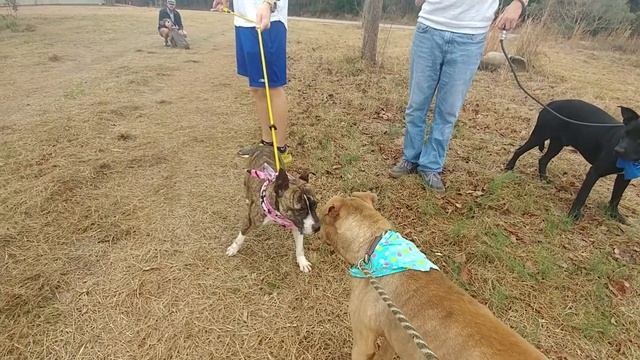 Maddie, Rita, Sierra, Henry смотреть онлайн