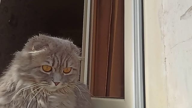 Окно во двор. Там жизнь другая.🐈🐈 смотреть онлайн