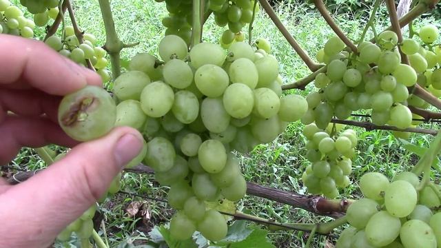 эмигрант смотреть онлайн