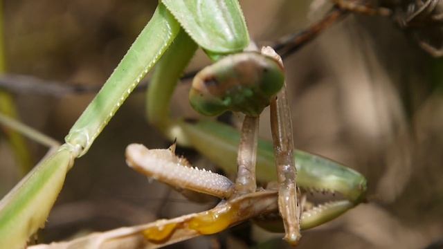 オオカマキリ Tenodera Aridifolia の共食い（Ⅰ）